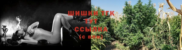 стаф Зерноград